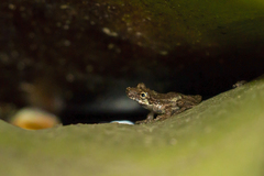 Scinax argyreornatus