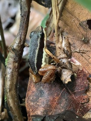 Dendrobatoidea