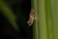 Scinax argyreornatus