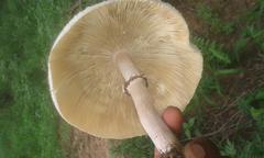 Macrolepiota zeyheri