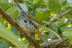 Hypoedaleus guttatus