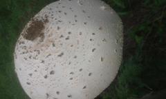 Macrolepiota zeyheri