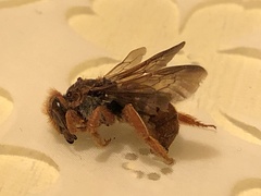 Rhodanthidium sticticum