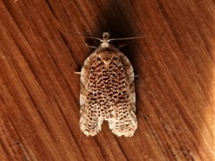 Acleris subnivana
