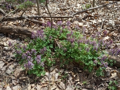 Corydalis solida
