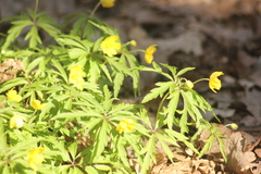 Anemonoides ranunculoides