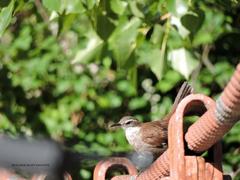 Cinclodes atacamensis