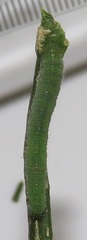 Leptosia alcesta inalcesta