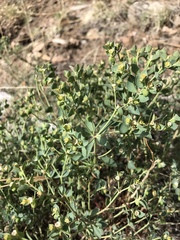 Euphorbia lurida