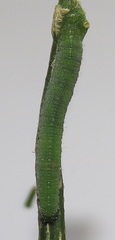 Leptosia alcesta inalcesta