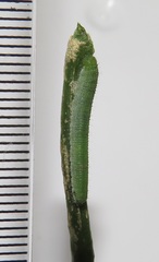 Leptosia alcesta inalcesta