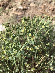 Euphorbia lurida