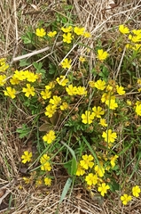 Potentilla incana