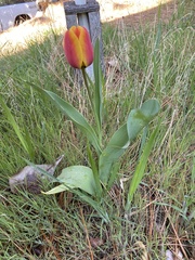 Tulipa