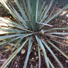 Hesperoyucca