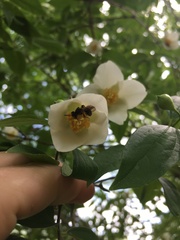 Andrena crataegi