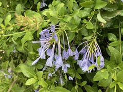 Plumbago auriculata