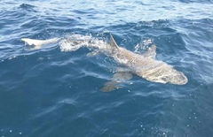 Negaprion brevirostris