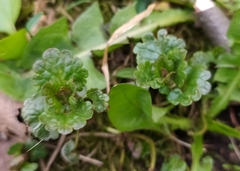 Glechoma hederacea