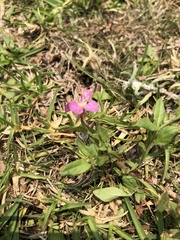 Oenothera rosea