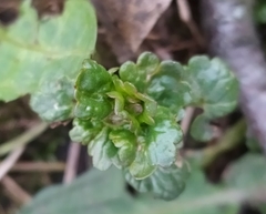Glechoma hederacea