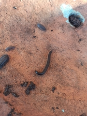 Tachypodoiulus niger