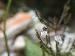 Salvia