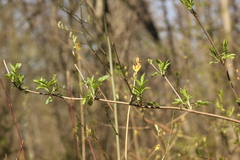 Sambucus racemosa