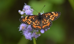 Chlosyne definita