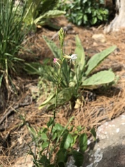 Oenothera podocarpa