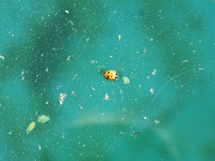 Hippodamia variegata