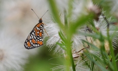 Chlosyne definita