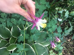 Aquilegia