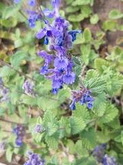 Nepeta racemosa