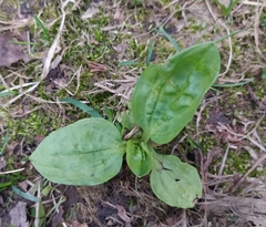 Plantago major