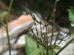 Salvia