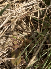 Cicindela campestris