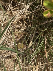 Cicindela campestris