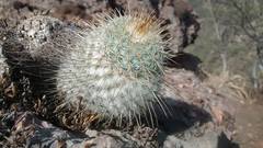 Mammillaria dixanthocentron
