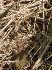 Cicindela campestris