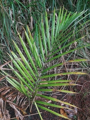 Ceroxylon quindiuense