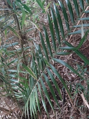 Ceroxylon quindiuense