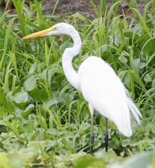 Ardea alba