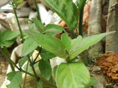 Salvia