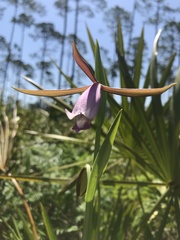 Cleistesiopsis