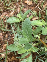 Ruellia metziae