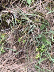 Rosa sicula