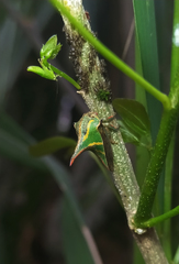 Umbonia crassicornis