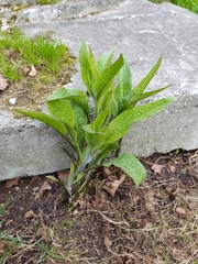 Symphytum