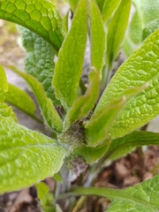 Symphytum
